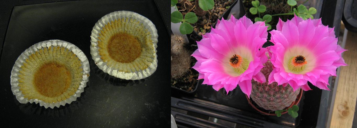 Cake-eye-cactus.