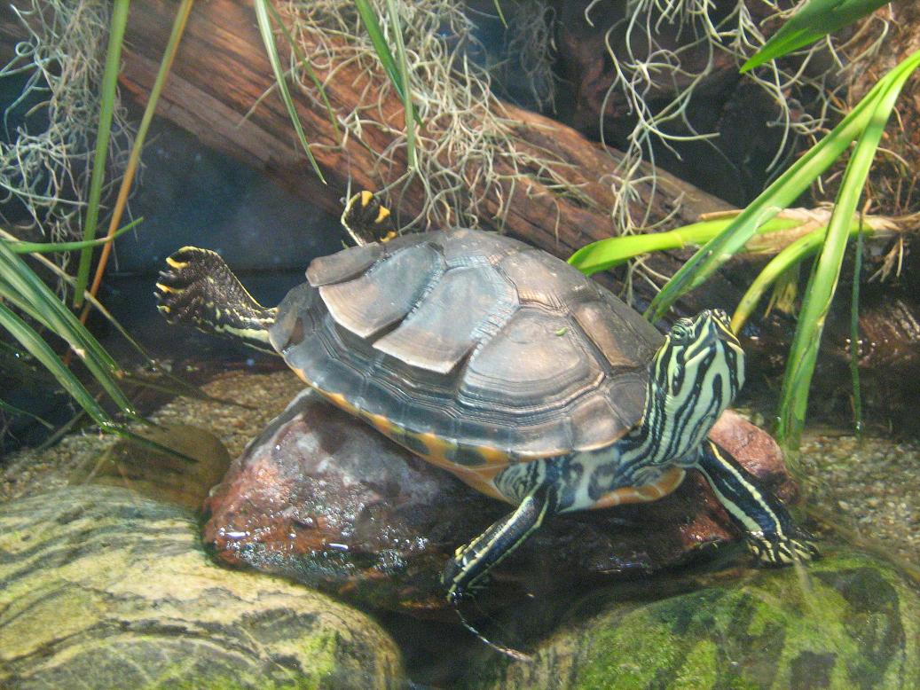 Happy Turtle.