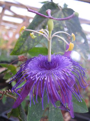  Passiflora Cary