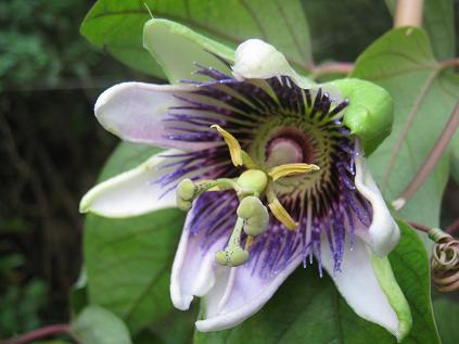  Passiflora Imperatrice Eugenie