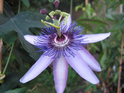 Passiflora Lavender Lady