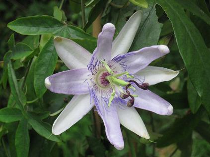  Passiflora Star of Kingston