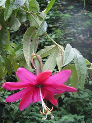  Passiflora x exoniensis